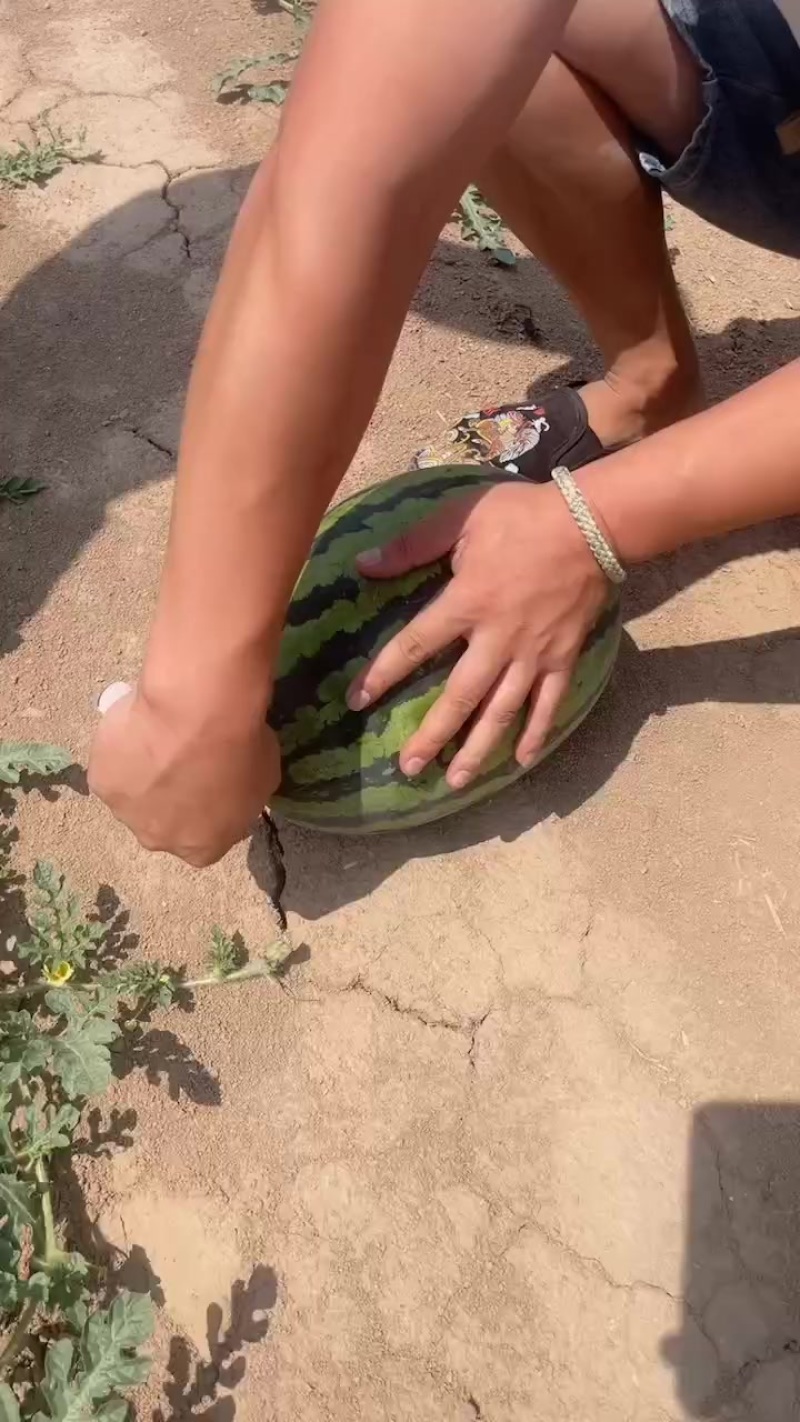 （慕田佳宝）（靖王）（田王）（4k）（吊兰）（黑五子）