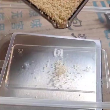蝉苗蝉幼苗金蝉养殖基地批发蝉蚁