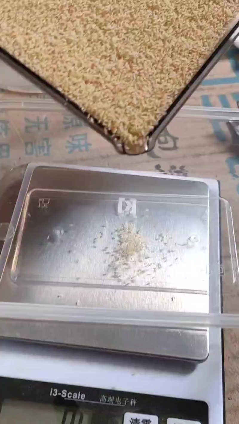 蝉苗蝉幼苗金蝉养殖基地批发蝉蚁