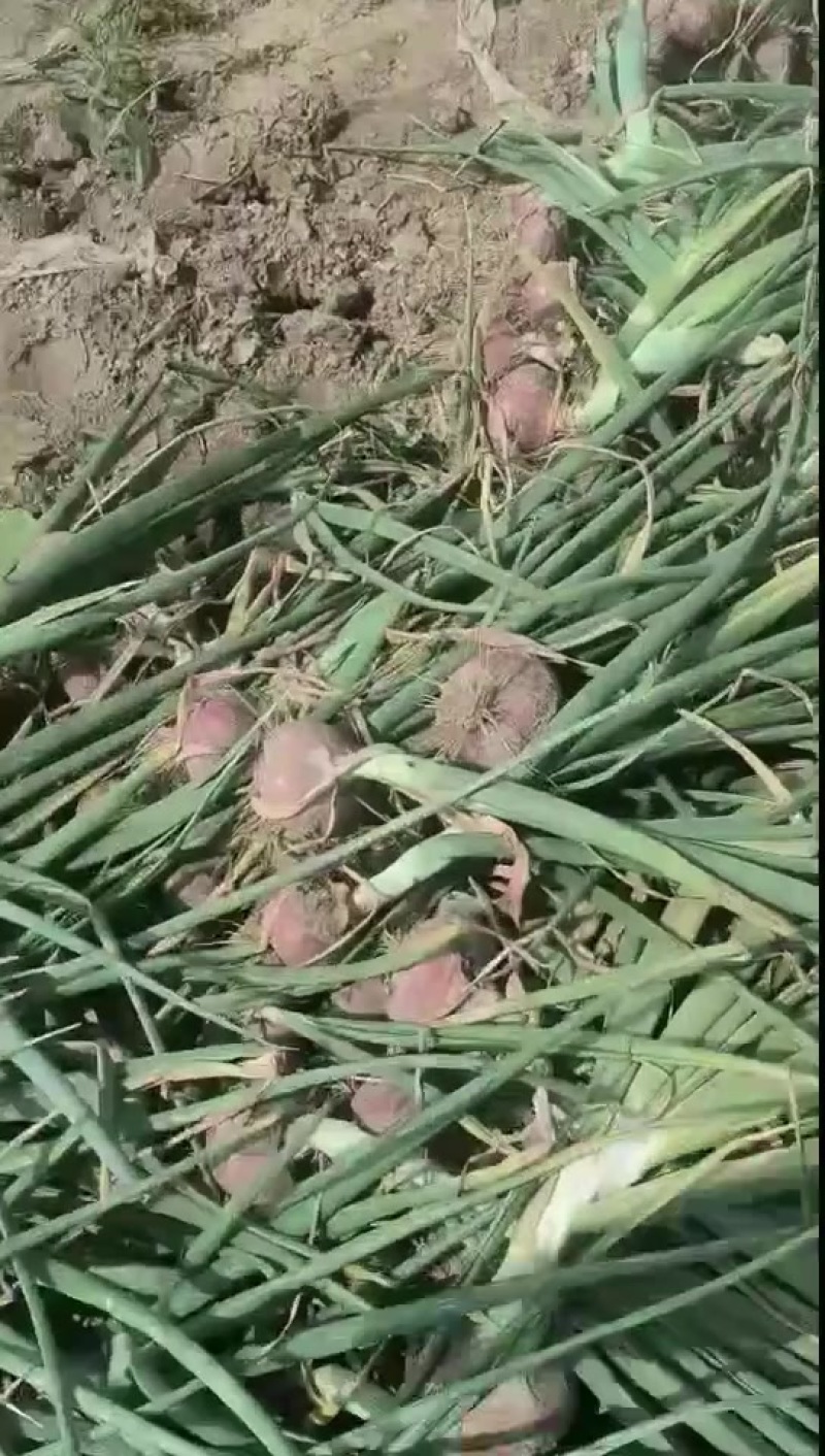 河西二红洋葱