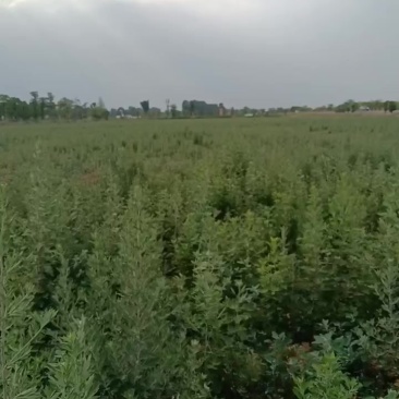 四川绵竹艾草