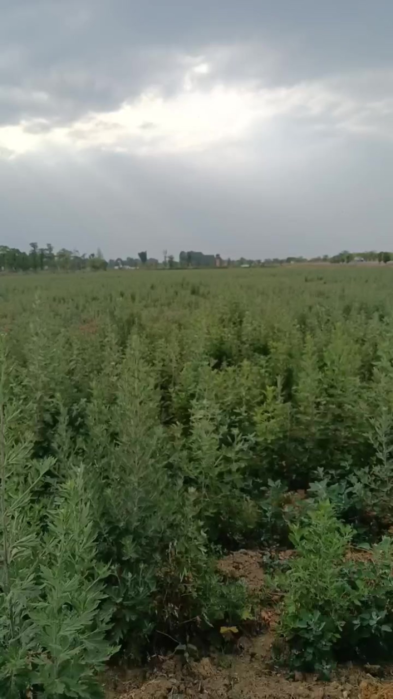 四川绵竹艾草