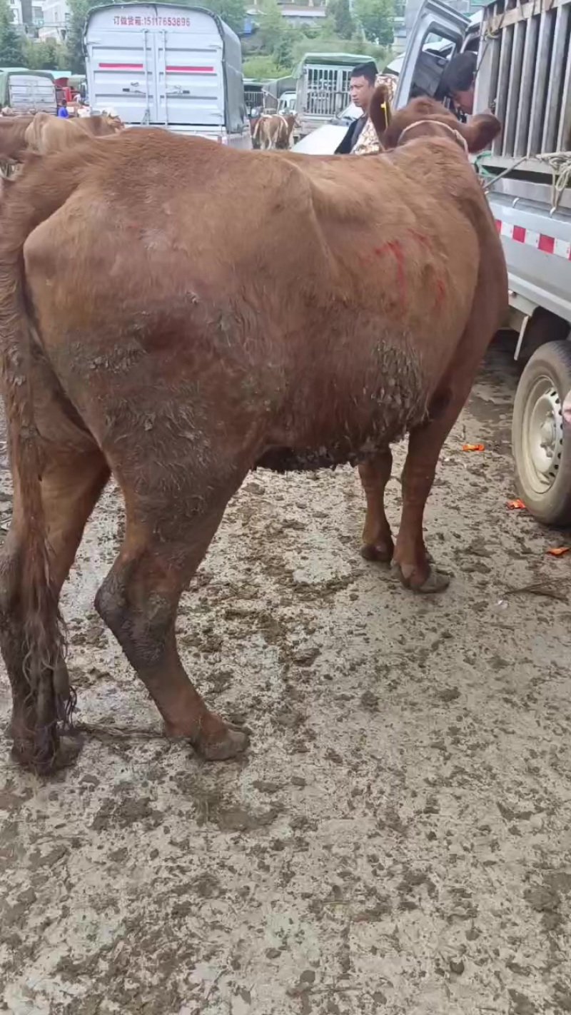老片母牛