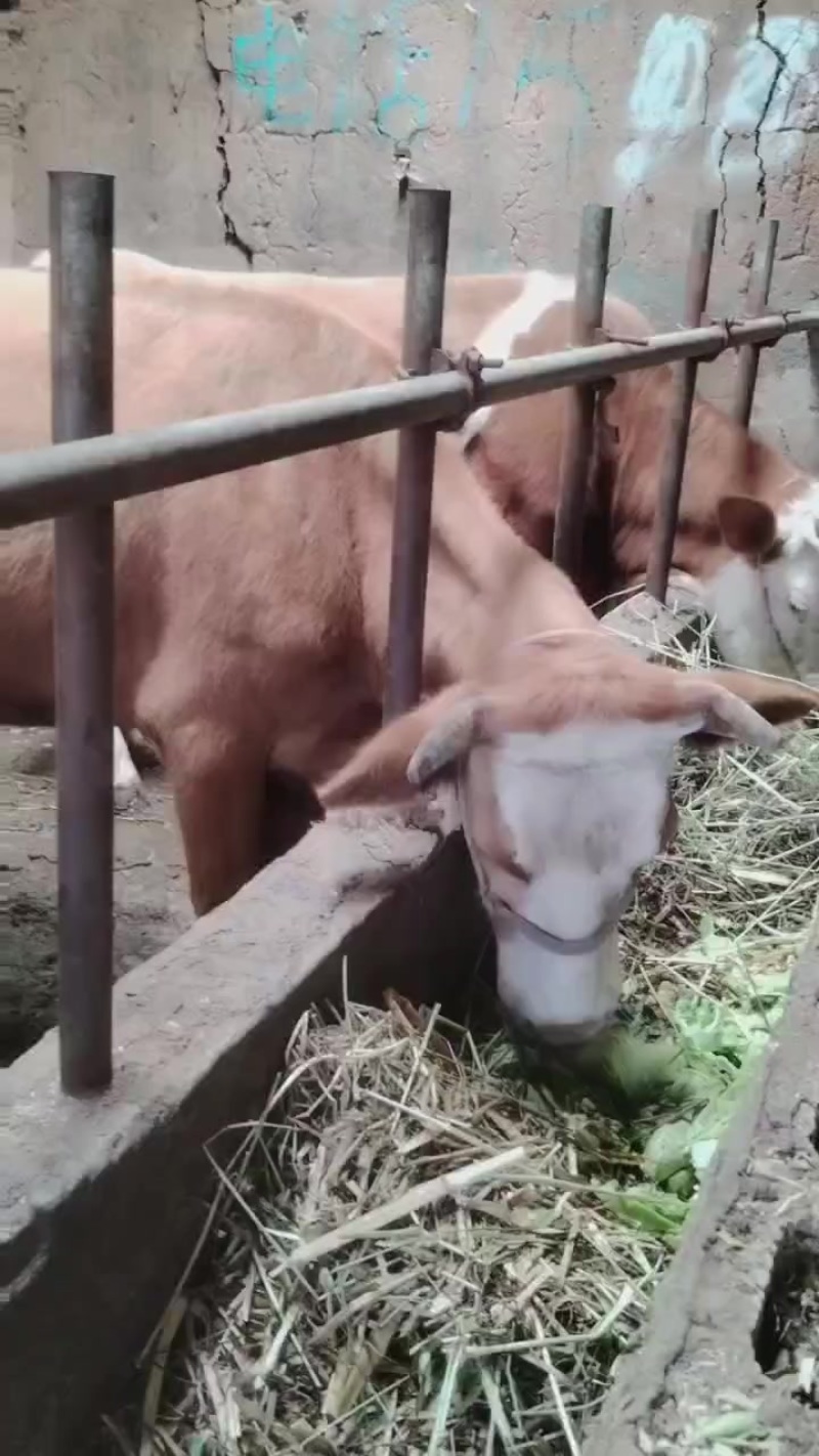 老片母牛
