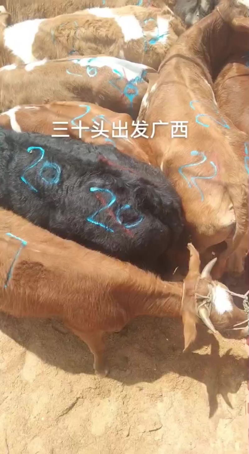 老片母牛