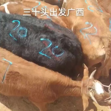 老片母牛