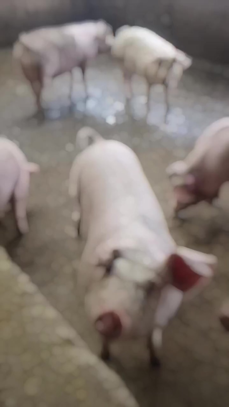 小猪