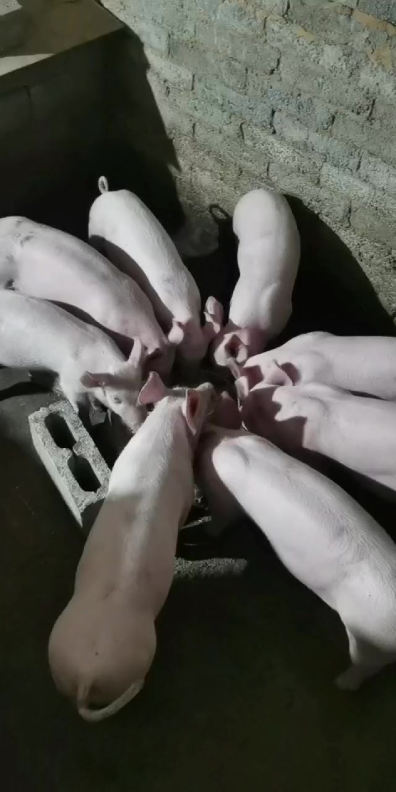 小猪