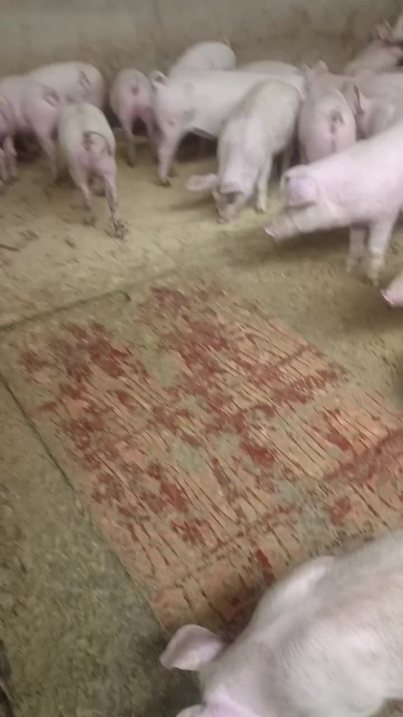 小猪