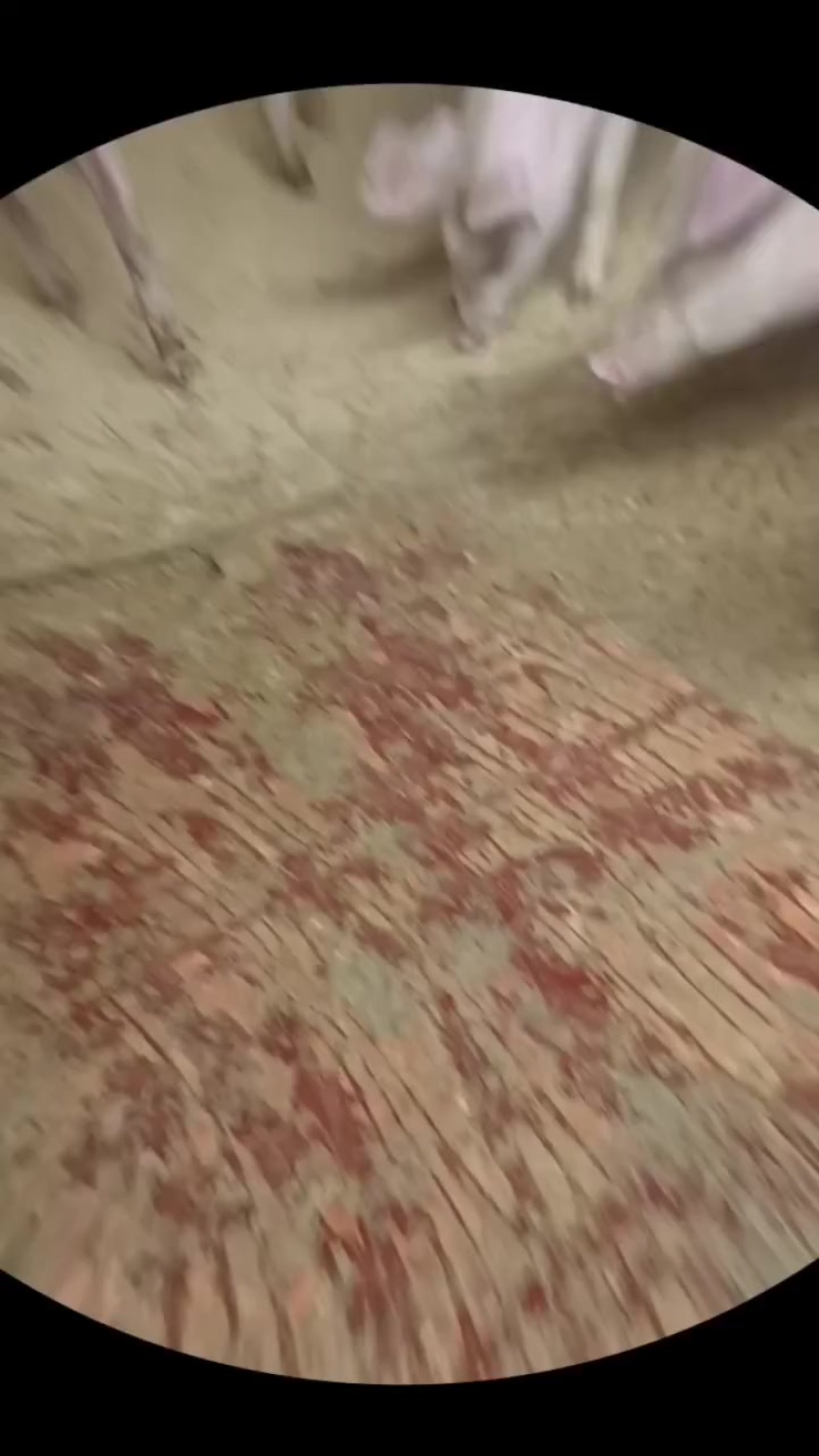 小猪
