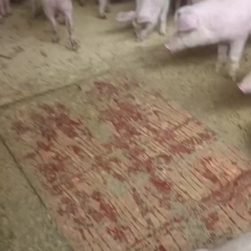 小猪