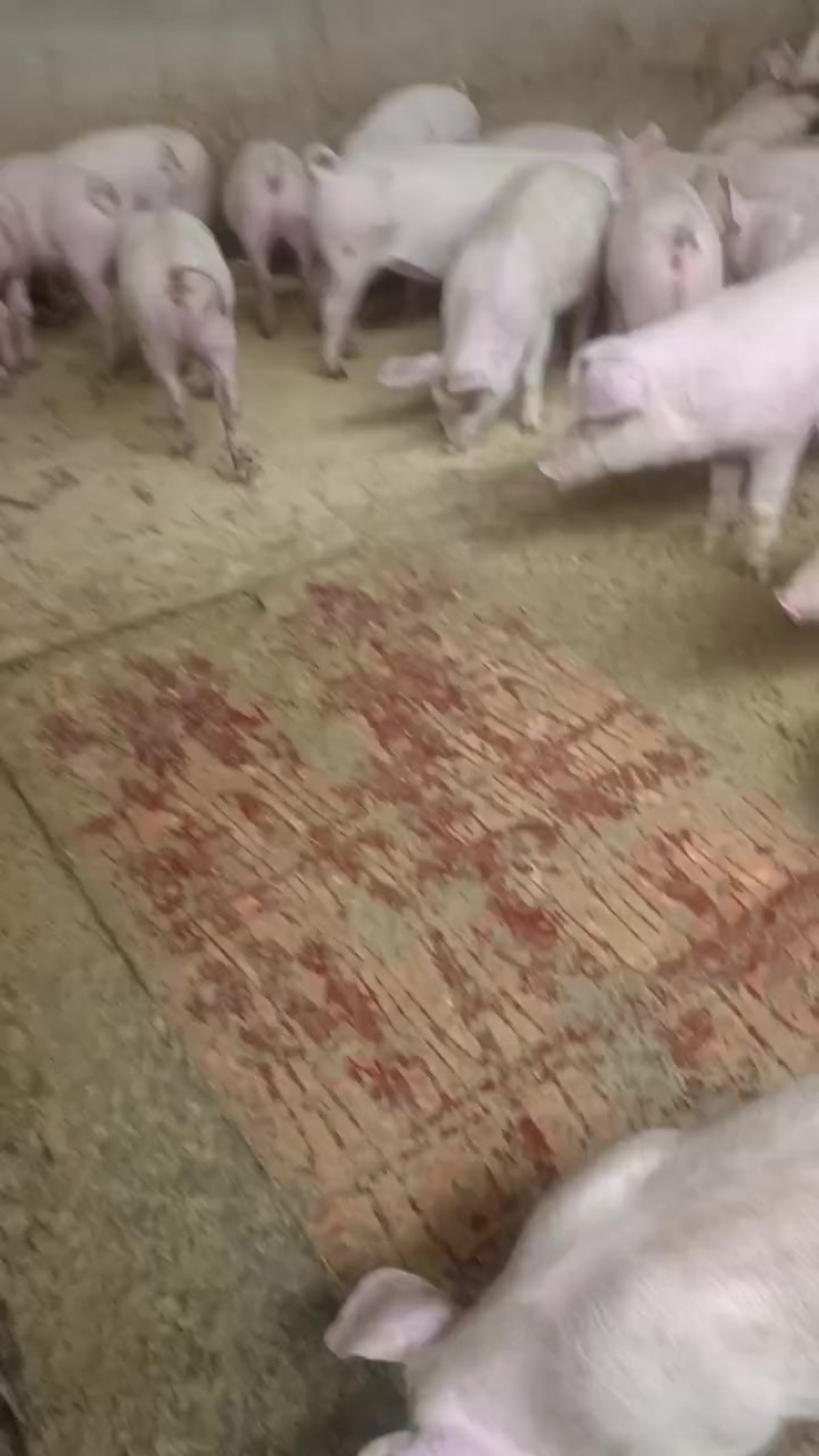 小猪