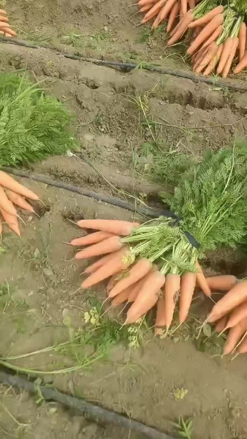 胡萝卜