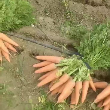 胡萝卜