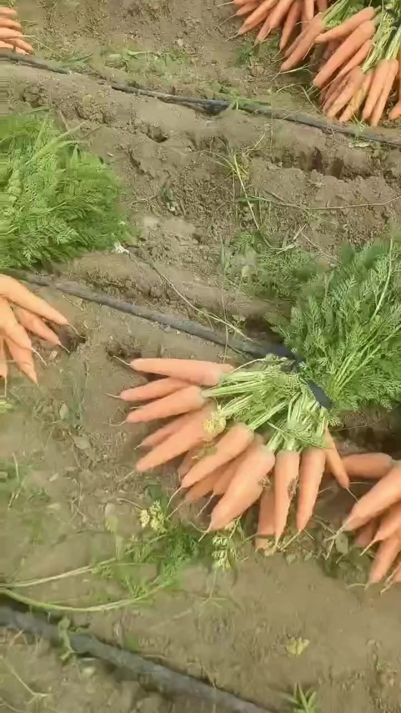 胡萝卜