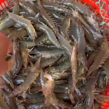 精品南美白对虾