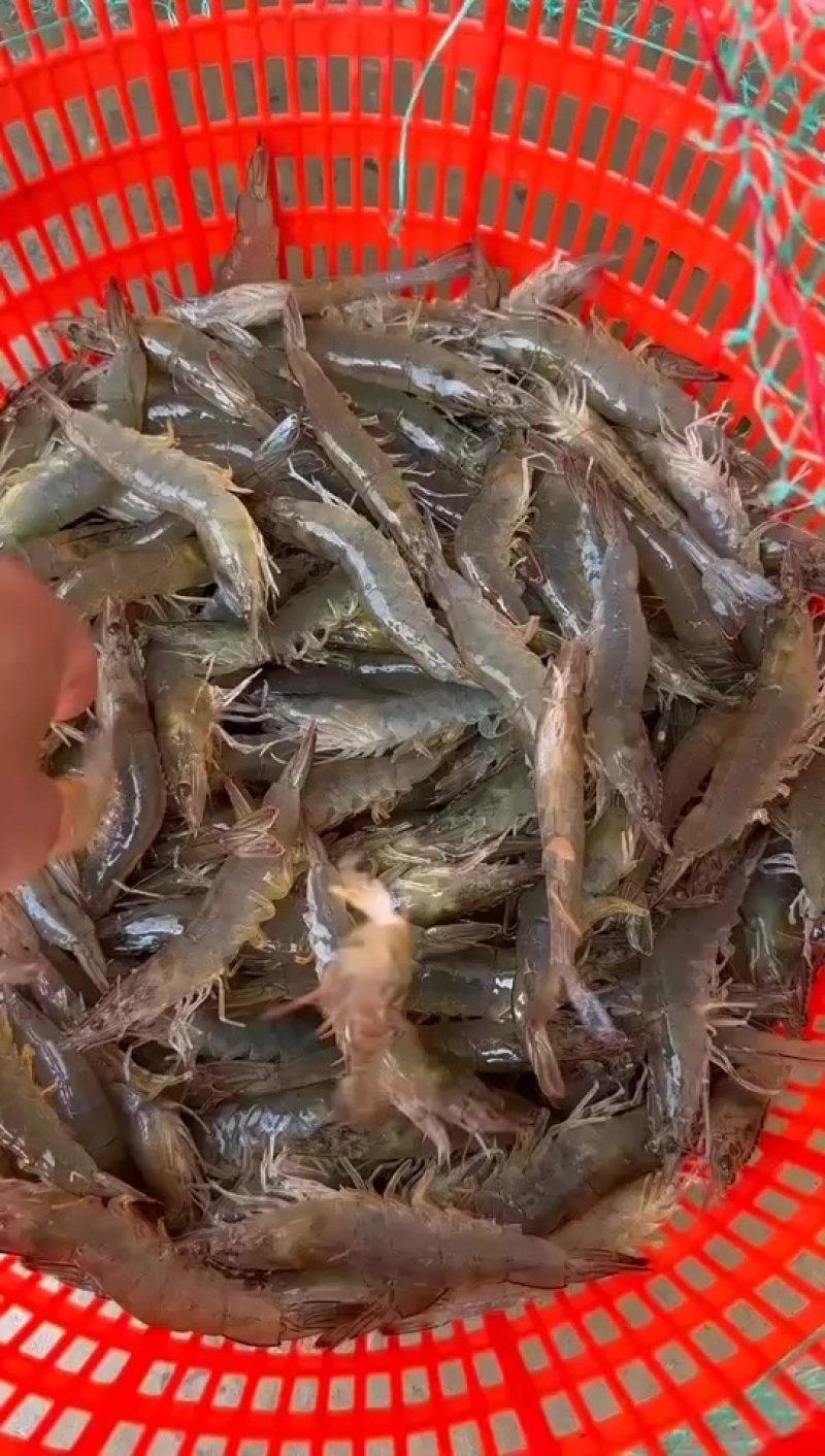 精品南美白对虾