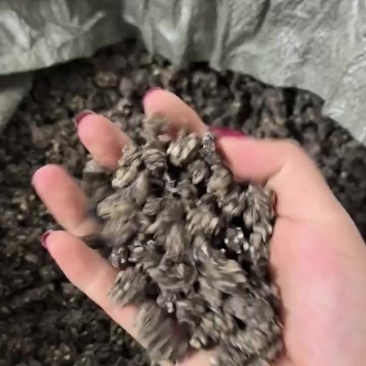 猫爪草