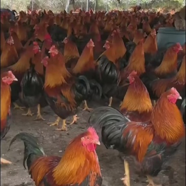 凤翔山鸡