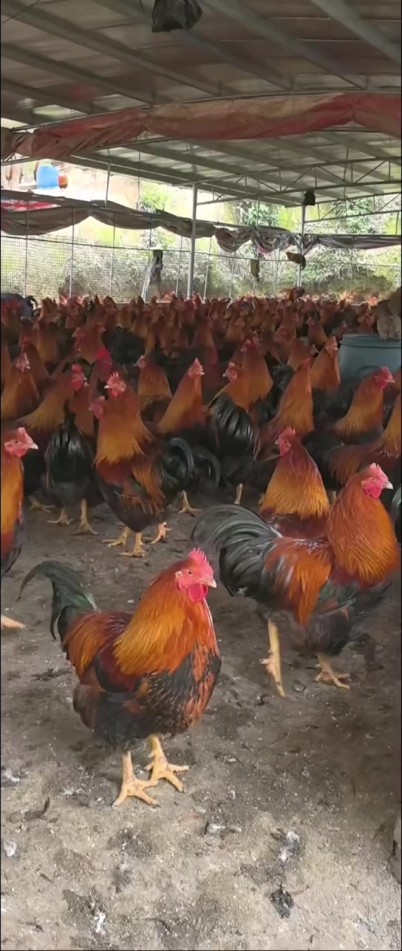 凤翔山鸡
