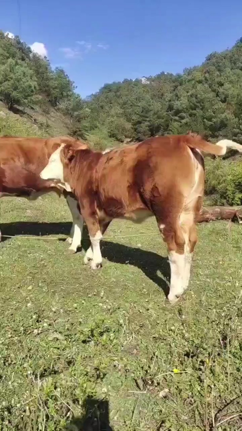 跑山放牧牛