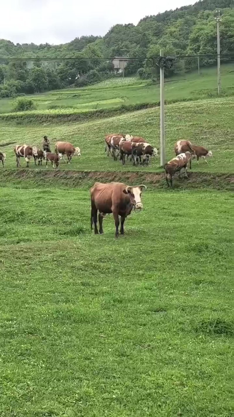 跑山放牧牛