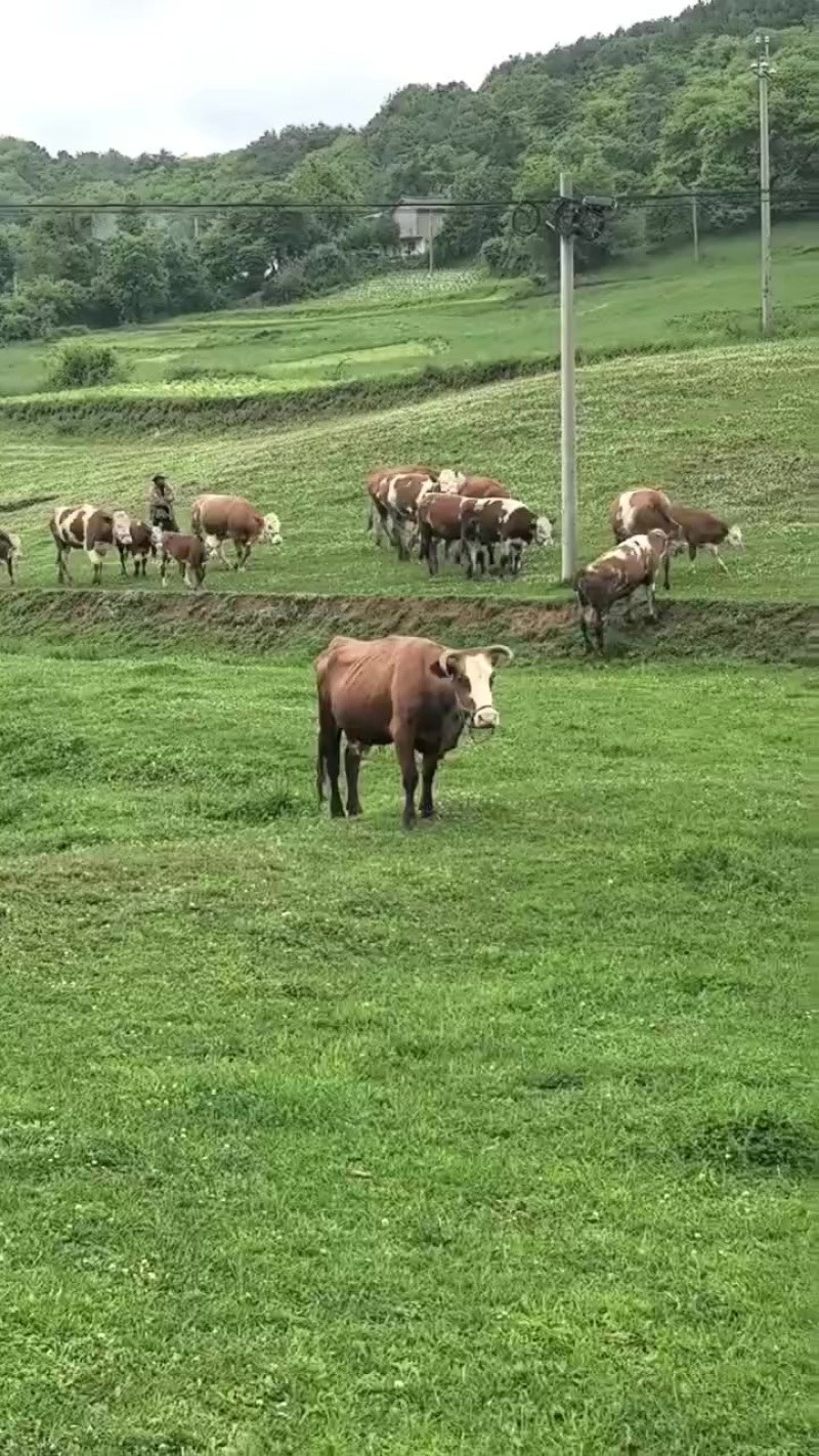 跑山放牧牛