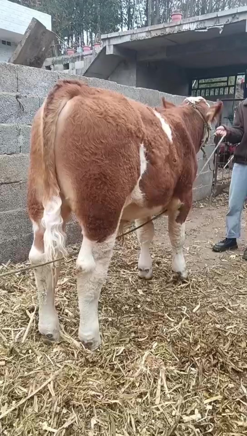 跑山放牧牛