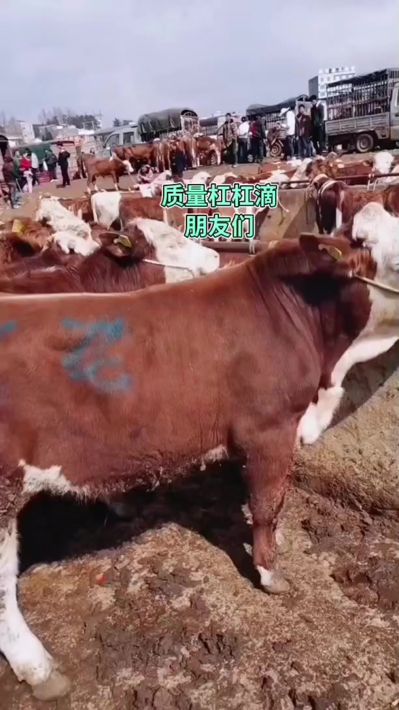 跑山放牧牛
