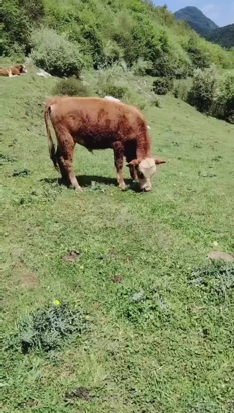 跑山放牧牛