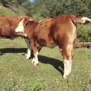 跑山放牧牛