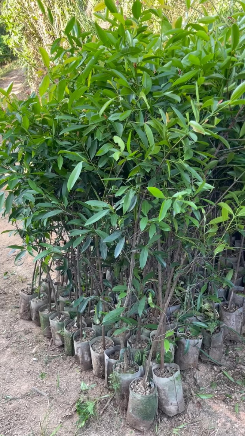 岭南山竹苗
