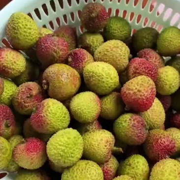 广东妃子笑荔枝商超市场电商专业供应大量供应