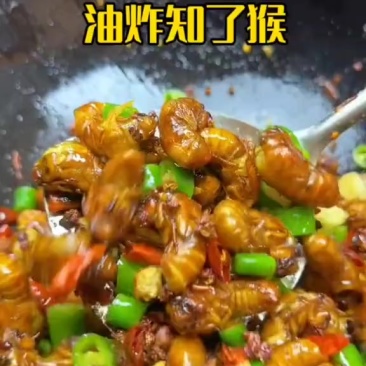 金蝉知了猴基地直供一手货源量大从优