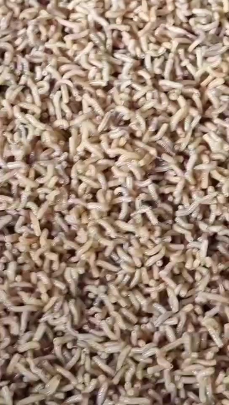 蝇蛆