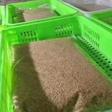 蝇蛆