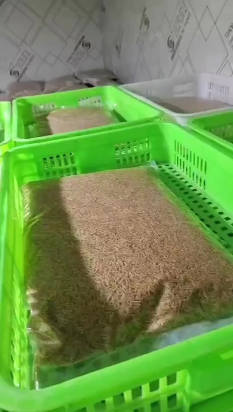 蝇蛆