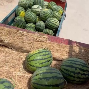 精品甜王