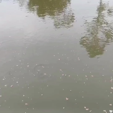 塘鲺鱼黄骨鱼