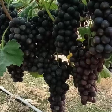 夏黑葡萄