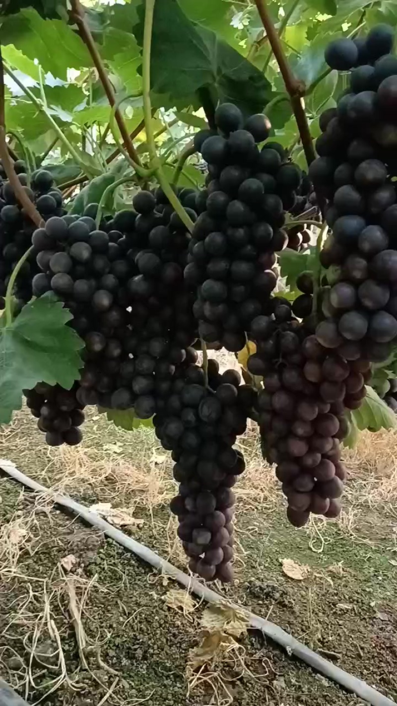 夏黑葡萄