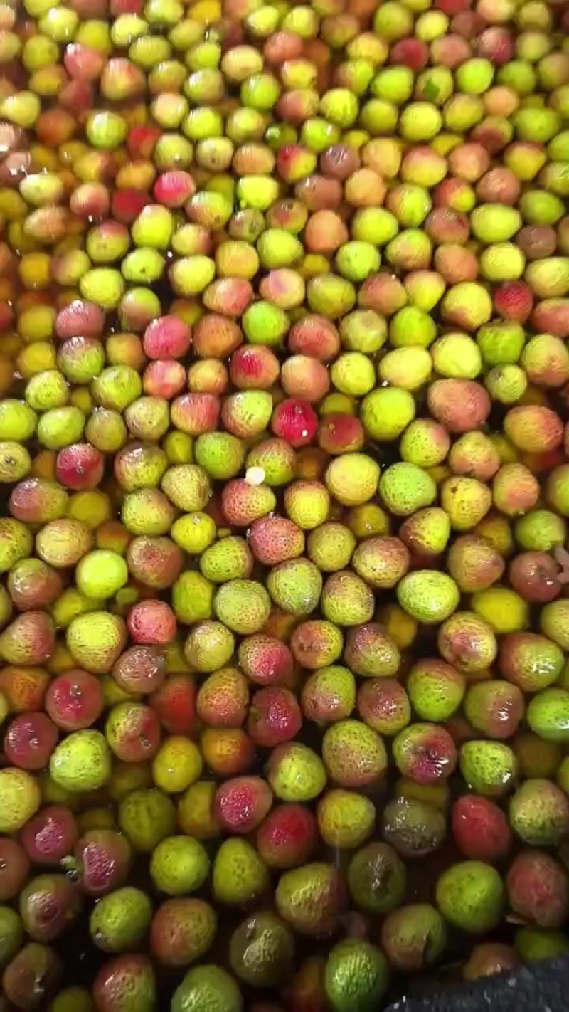 广东妃子笑荔枝