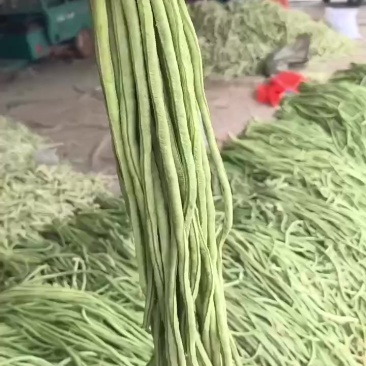 豆角豇豆，大量上市