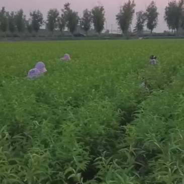 桃苗，桃树苗，
