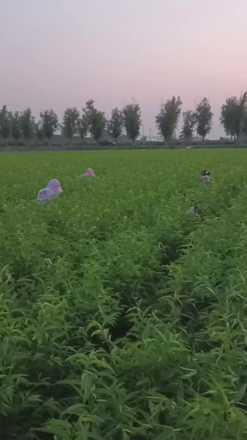 桃苗，桃树苗，