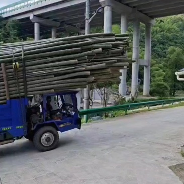 毛竹