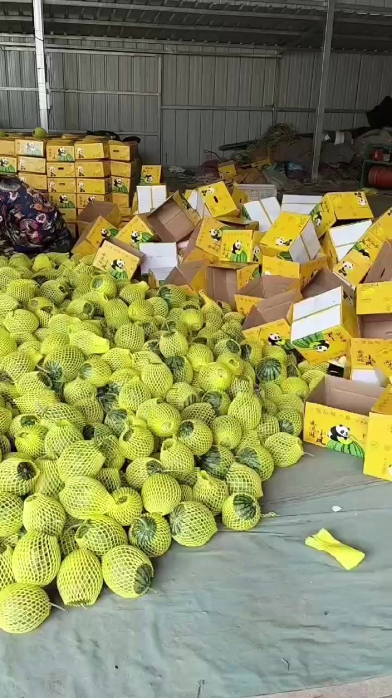 特小凤西瓜