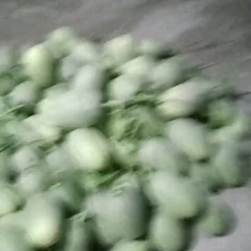 吊晓蜜，地爬晓蜜