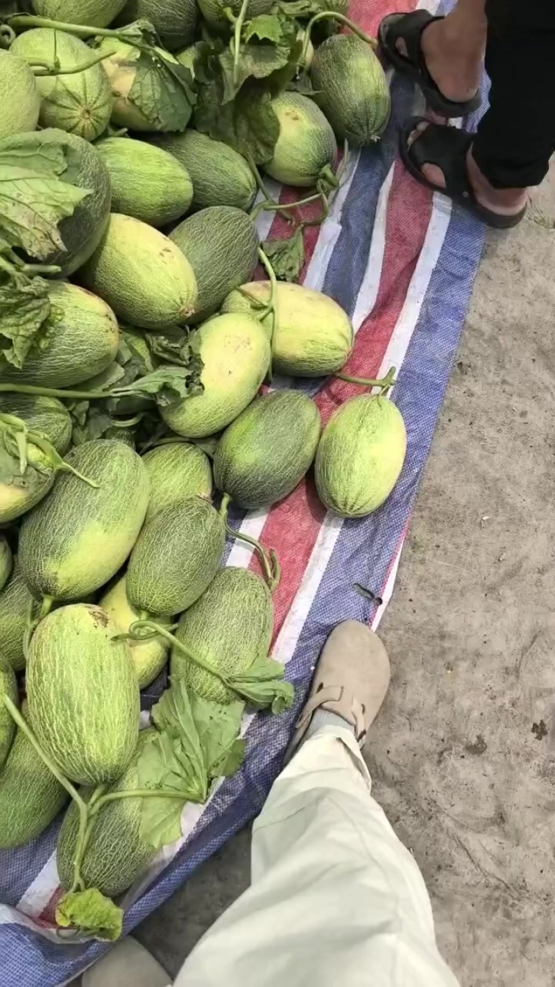 吊晓蜜，地爬晓蜜