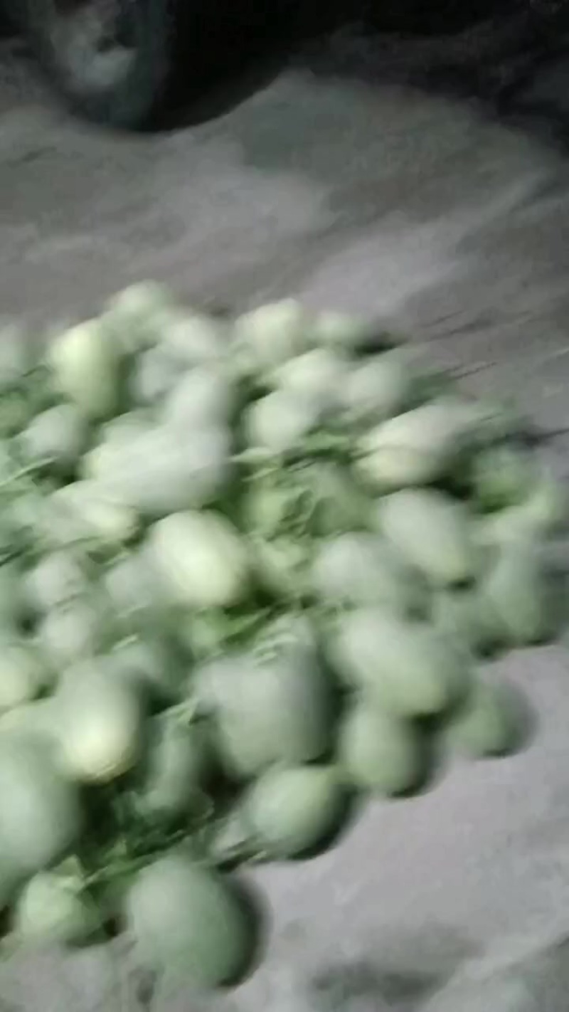 吊晓蜜，地爬晓蜜
